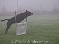 IMG_7431 : Gfeller
